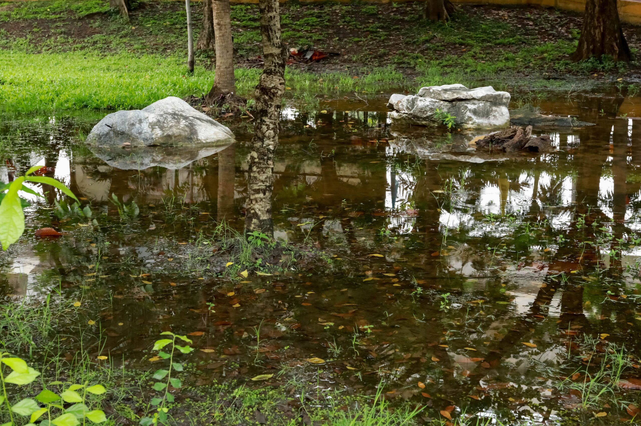 Flooded yard with standing water and trees caused by an underground water main break.
